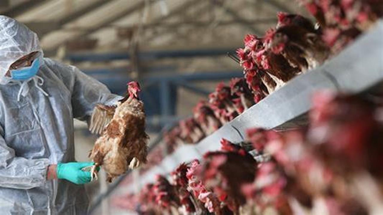 Το πρόγραμμα ελέγχου για γρίπη των πτηνών σε πτηνοτροφικές μονάδες όλης της χώρας