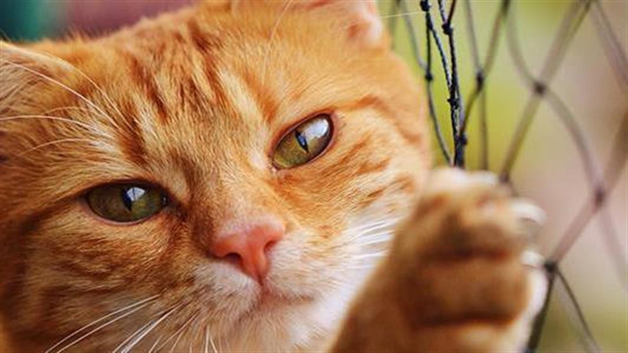 Ιδιοκτήτες ζώων προσοχή! Με παράσιτο στο πεπτικό οι μισές γάτες στην Ελλάδα - Ο κίνδυνος για τον άνθρωπο