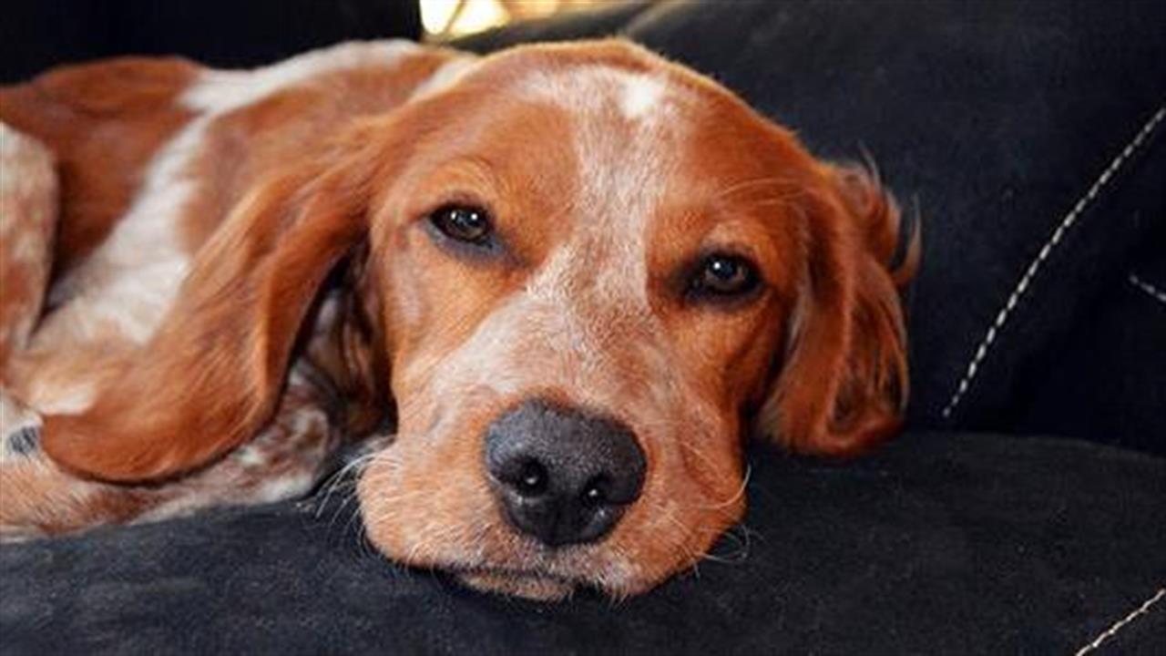 Κίνδυνος για τα μάτια σε ανθρώπους και ζώα από τυχαία έκθεση σε αντιβιοτικό για σκύλους