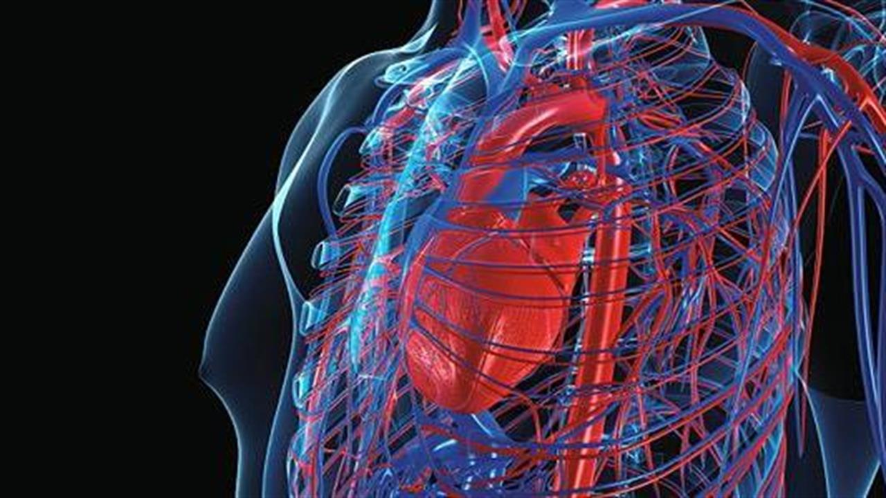 Cardiovascular system. Кровообращение Эстетика. 3д сердечнососудичстой системы.