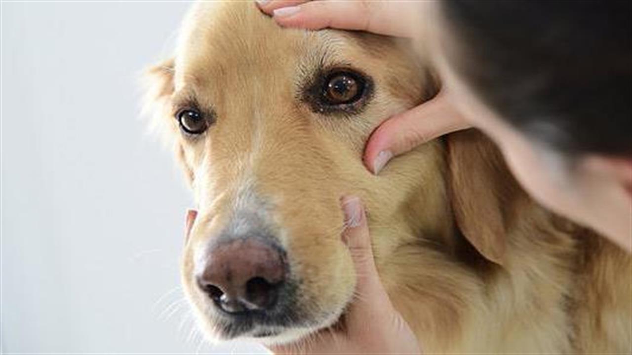 Κίνδυνος μετάδοσης βακτηρίου από σκύλο σε άνθρωπο