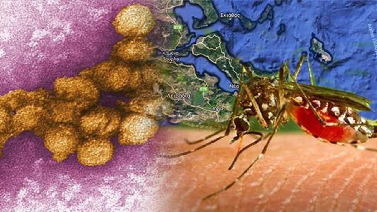 Όσα πρέπει να γνωρίζετε για τη λοίμωξη από τον ιό του Δυτικού Νείλου - Συμπτώματα και μετάδοση