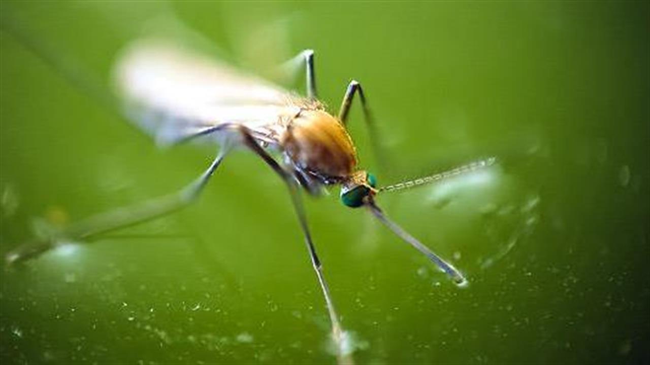 Στο φως ο μηχανισμός μετάδοσης της ελονοσίας