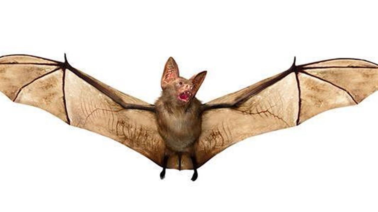 Στις νυχτερίδες το μυστικό της μακροζωίας; - Ειδήσεις - νέα - Το Βήμα Online