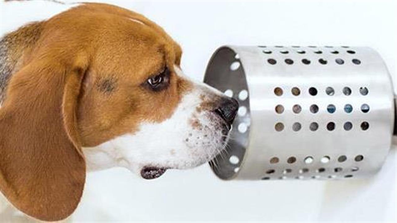 Σκύλοι μύρισαν τον καρκίνο του πνεύμονα με ακρίβεια 97%