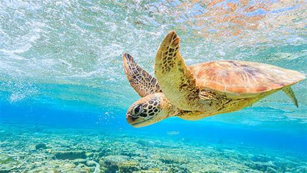 Τα πρώτα αποτελέσματα έρευνας για πλαστικά στις θαλάσσιες χελώνες στην Ελλάδα
