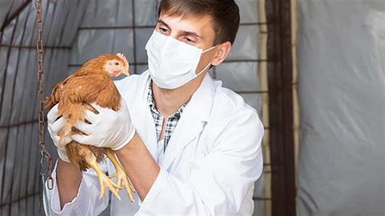 Γρίπη των πτηνών σε 8 ευρωπαϊκές χώρες