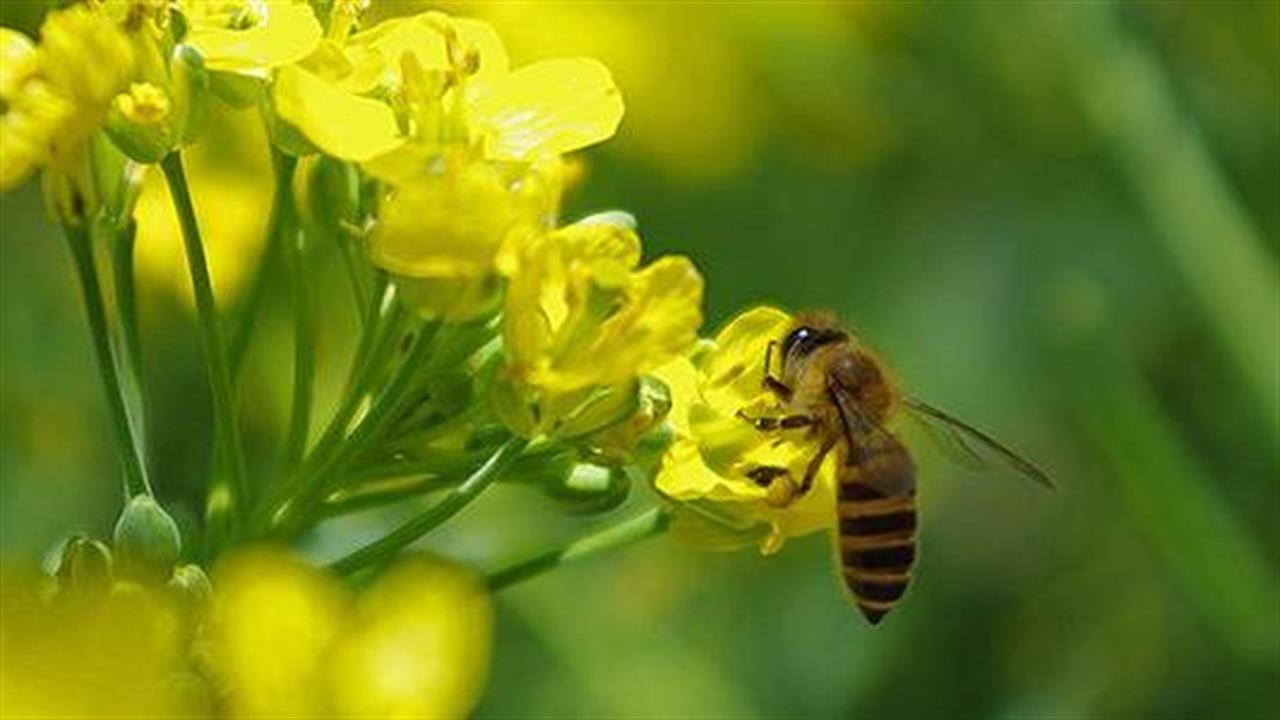 Ανάπτυξη εκλεκτικών εντομοκτόνων χωρίς επιπτώσεις στις μέλισσες