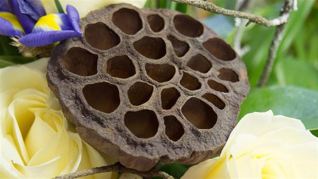 Τι είναι η τρυποφοβία;