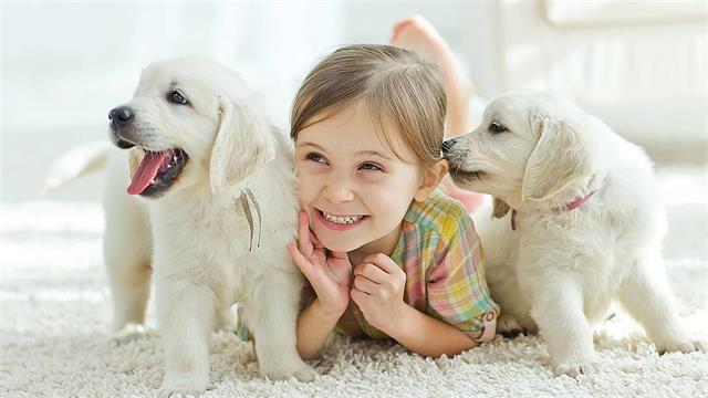 Οι σκύλοι γεννιούνται έτοιμοι για αλληλεπίδραση με τους ανθρώπους