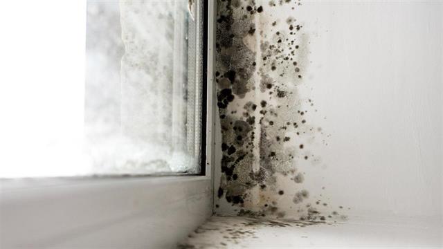 Μελέτη: Η έκθεση σε μούχλα προκάλεσε έξαρση της νόσου σε ασθενείς με ΧΑΠ