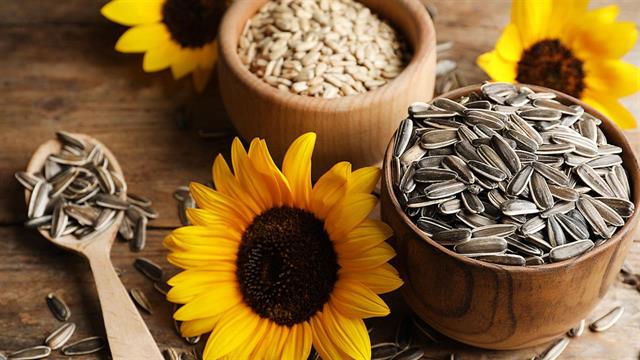 Ηλιόσποροι: Πεπτίδιο θα μπορούσε να χρησιμοποιηθεί για την ανάπτυξη αναλγητικών