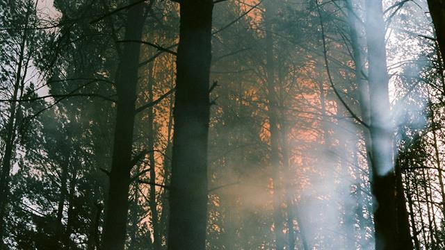 Δέκα χρόνια χρειάζονται για να ανακάμψουν οι καμένες εκτάσεις