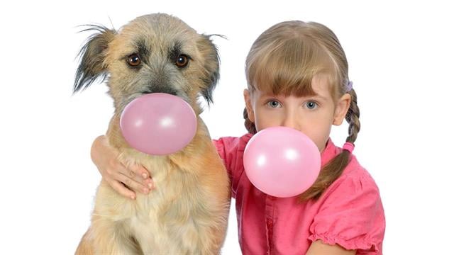 Τι κινδύνους αντιμετωπίζουν τα κατοικίδιά μας;