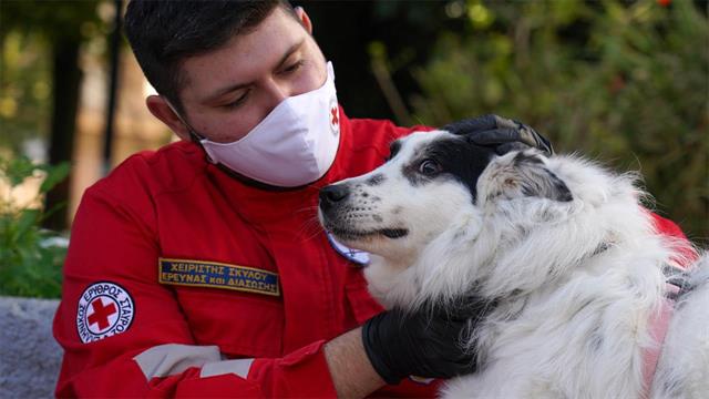 Ο Ελληνικός Ερυθρός Σταυρός στηρίζει τα αδέσποτα του καταφύγιου ζώων του Δήμου Αθηναίων