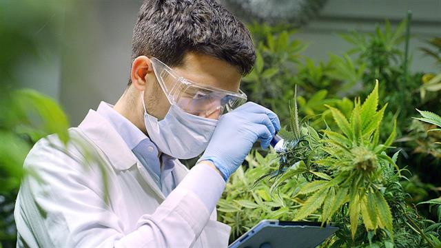 Κλινικές μελέτες για χορήγηση φαρμακευτικής κάνναβης σε παθήσεις, όπως Πάρκινσον και αυτισμό