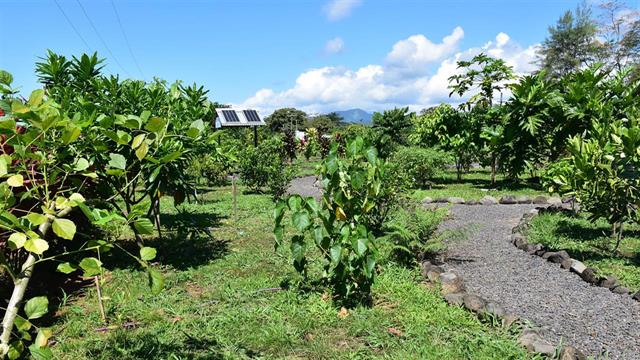 Παραδοσιακό φυτικό φάρμακο κατά της φλεγμονής