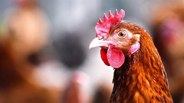 Γρίπη των πτηνών σε 5 μονάδες στη Γαλλία