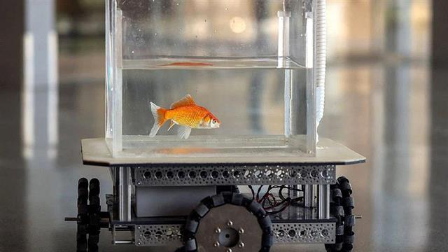 Ερευνητές έμαθαν σε χρυσόψαρα να οδηγούν!