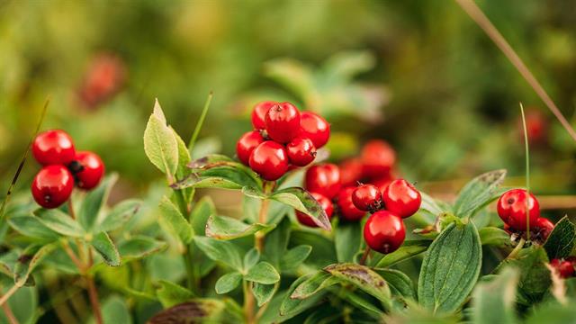Τα σουηδικά κόκκινα μούρα και τα όσπρια μειώνουν τον κίνδυνο αρτηριοσκλήρυνσης