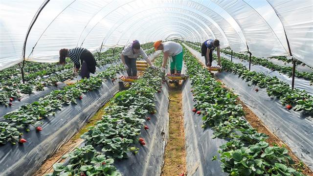 Ξεκίνησε ο εμβολιασμός των εργατών γης στη Νέα Μανωλάδα Ηλείας