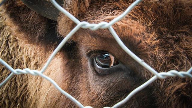 Προστασία των ζώων: Kαλύτεροι κανόνες για τη μεταφορά τους
