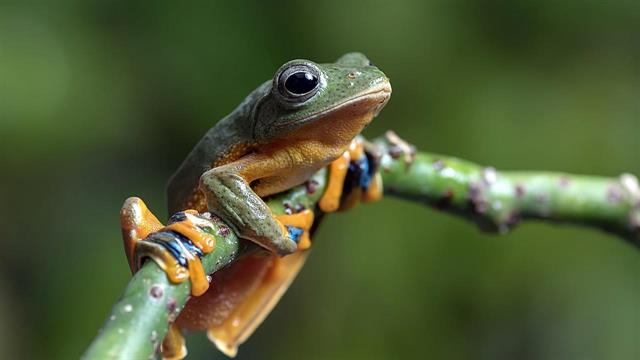 Ερευνητές αναγέννησαν ακρωτηριασμένα πόδια βατράχων με κοκτέιλ φαρμάκων!