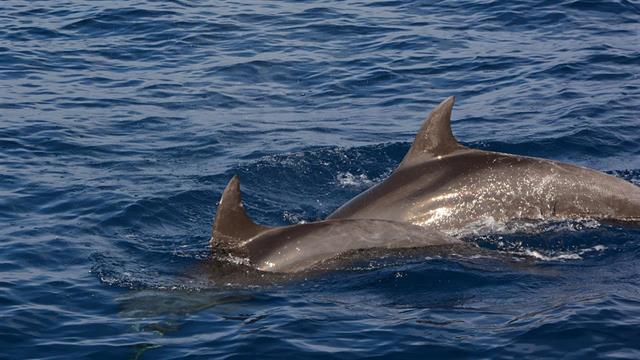 Νεκρή εντοπίστηκε στη Σαλαμίνα η νεαρή ραμφοφάλαινα