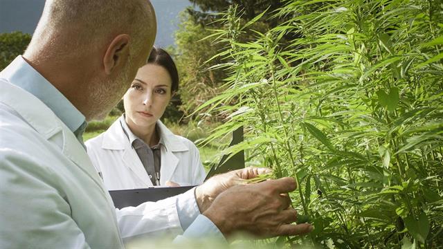 Αλλαγές στην παγκόσμια φαρμακευτική αγορά φέρνει η κάνναβη