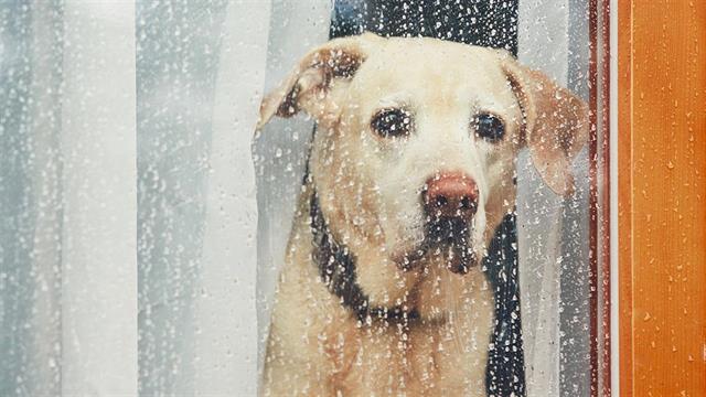 Οι σκύλοι πενθούν τον χαμό άλλων σκύλων