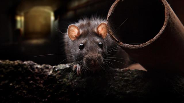 Ηπατίτιδα Ε από αρουραίους στην Ευρώπη - ECDC: Πρόκειται για αναδυόμενη απειλή