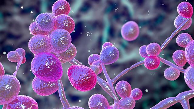 Συναγερμός σε νοσοκομεία της Αττικής για τον μύκητα candida auris - Τι προκαλεί