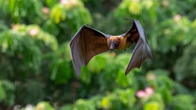 Θέλετε να αποτρέψετε τις επιδημίες; Επικεντρωθείτε σε τέσσερις δράσεις
