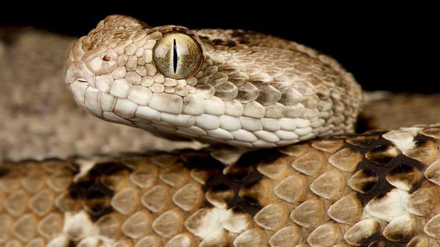 Δηλητήριο φιδιών κατά της ακατάσχετης αιμορραγίας