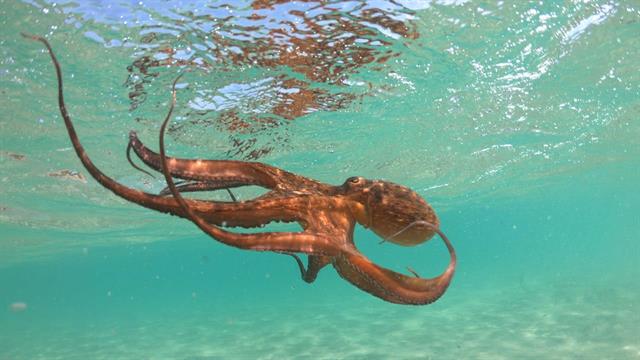 Ο εγκέφαλος του χταποδιού και του ανθρώπου μοιράζονται τα ίδια μεταθετά γονίδια