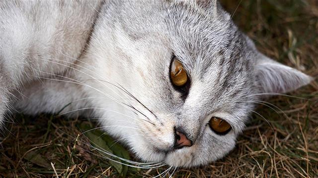 Γάτα μόλυνε άνθρωπο με Covid-19- πρώτη περίπτωση παγκοσμίως