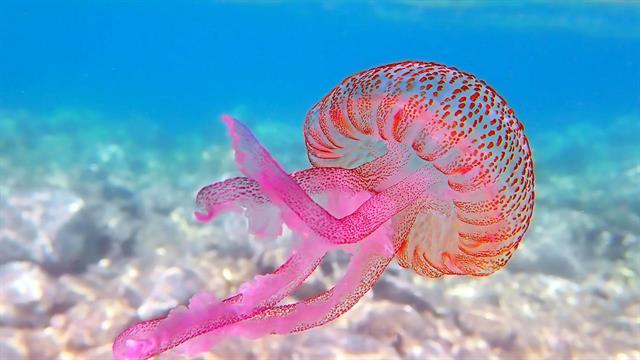 Μωβ μέδουσα: Μέτρα προφύλαξης