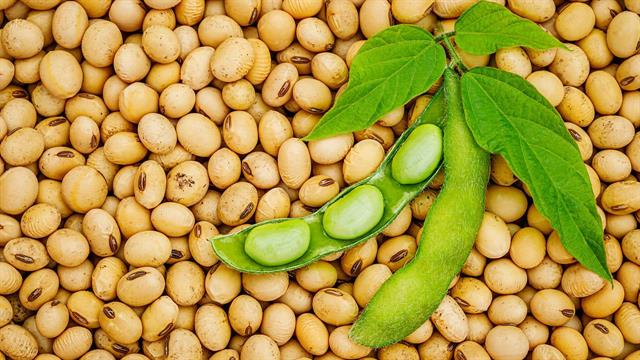 Οι πιο συχνοί μύθοι για τη σόγια