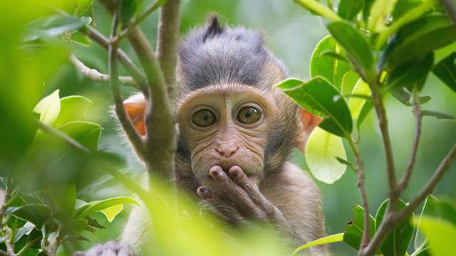 Επικίνδυνος ιός που εντοπίστηκε σε πιθήκους θα μπορούσε να μεταπηδήσει στον άνθρωπο