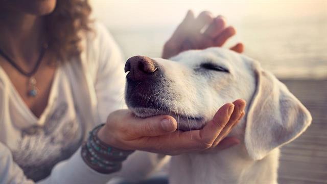 Το χάιδεμα του σκύλου ωφελεί τον εγκέφαλο