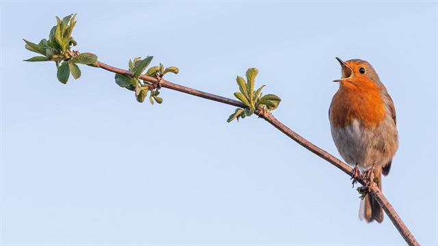 Ακούστε: Το κελάηδισμα είναι καλό για την ψυχική υγεία