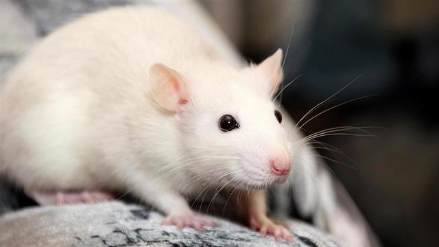 Μελέτη συνδέει την Όμικρον με τα ποντίκια - Ποια είναι τα κοινά χαρακτηριστικά [μελέτη]