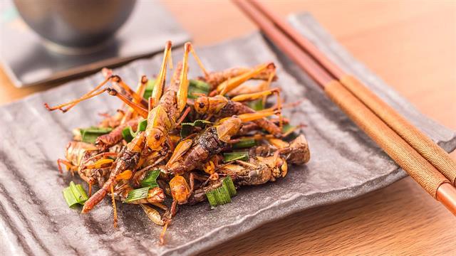 Έντομα: Είναι η πρωτεΐνη του μέλλοντος;