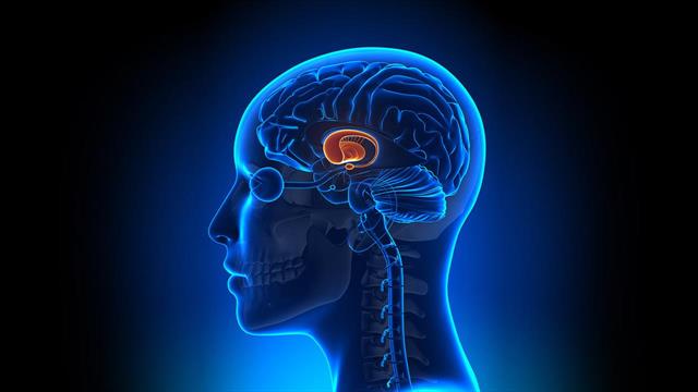 Η αμυγδαλή είναι πιθανό να ευθύνεται και για τη μεγάλη κατανάλωση τροφών