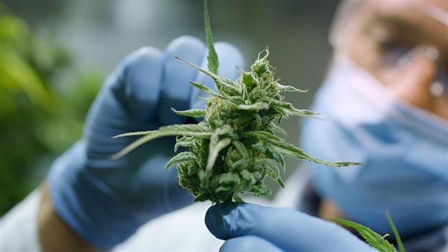 Η Lavipharm μπαίνει στη διανομή φαρμακευτικής κάνναβης