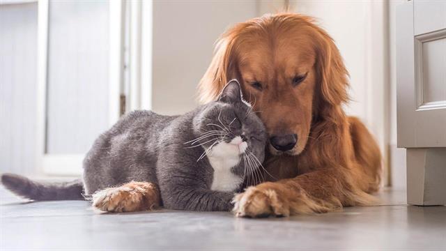 Πόσο εύκολα προσαρμόζονται γάτες και σκύλοι στο νέο περιβάλλον και με ξένους  [μελέτη]