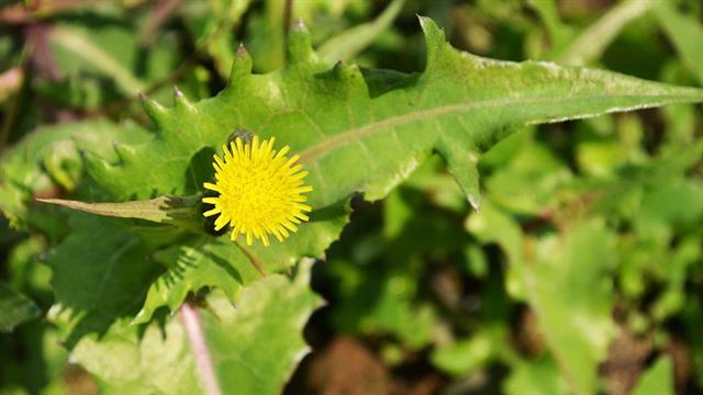 Ζοχοί ή ζόχια: Πολύτιμα αγριόχορτα, βγαλμένα από το φαρμακευτικό εργαστήριο της φύσης [μελέτες]