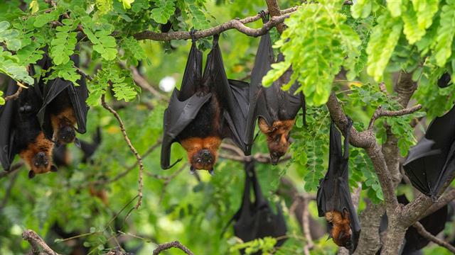 Γιατί οι ιοί από νυχτερίδες παραμένουν απειλή για τον άνθρωπο [μελέτη]
