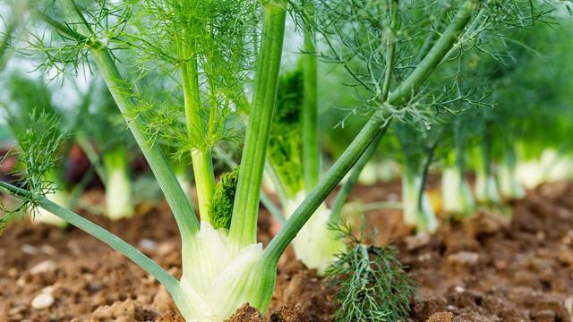 Φινόκιο ή μάραθος: Τέσσερα οφέλη που προσφέρει στην υγεία - Σε ποιες περιπτώσεις απαιτείται προσοχή