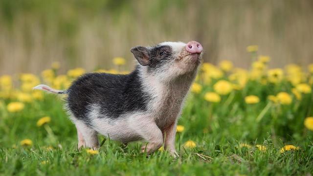 Τεχνητός ιστός αποκαθιστά τη στυτική λειτουργία σε χοίρους